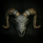 Ram Skull *Life Size* Hand-painted Decorative Sheep Skull