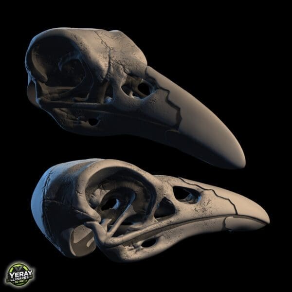 3D render of bird skull