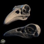 3D render of bird skulls on black background.