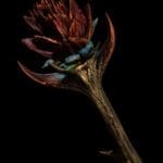 The Sanguine Rose 1:1 Replica